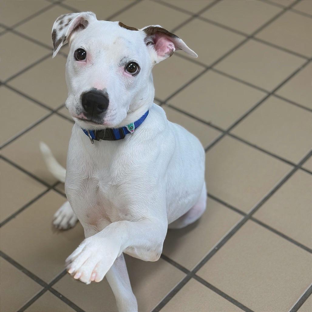 Enlarge Orbit, a Adoptable mixed breed in Lufkin, TX image 3/6