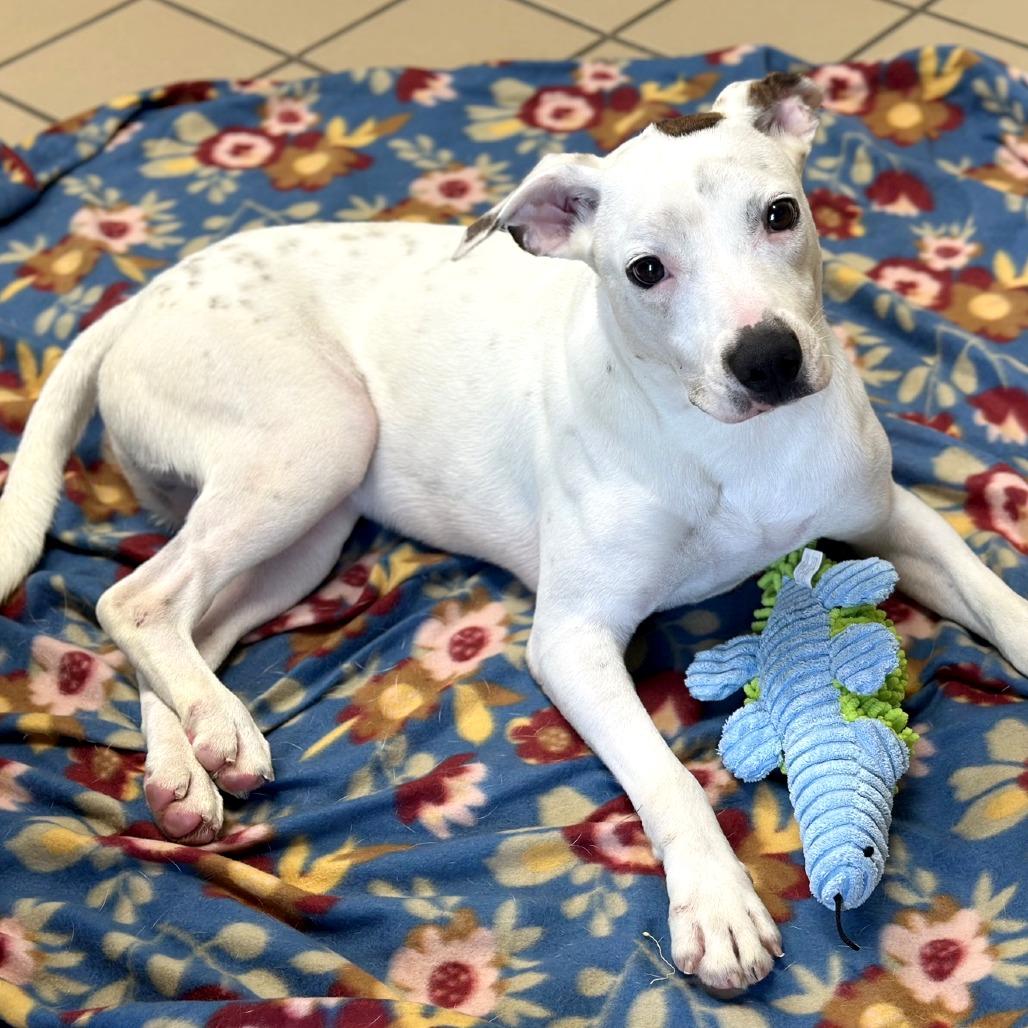 Enlarge Orbit, a Adoptable mixed breed in Lufkin, TX image 4/6