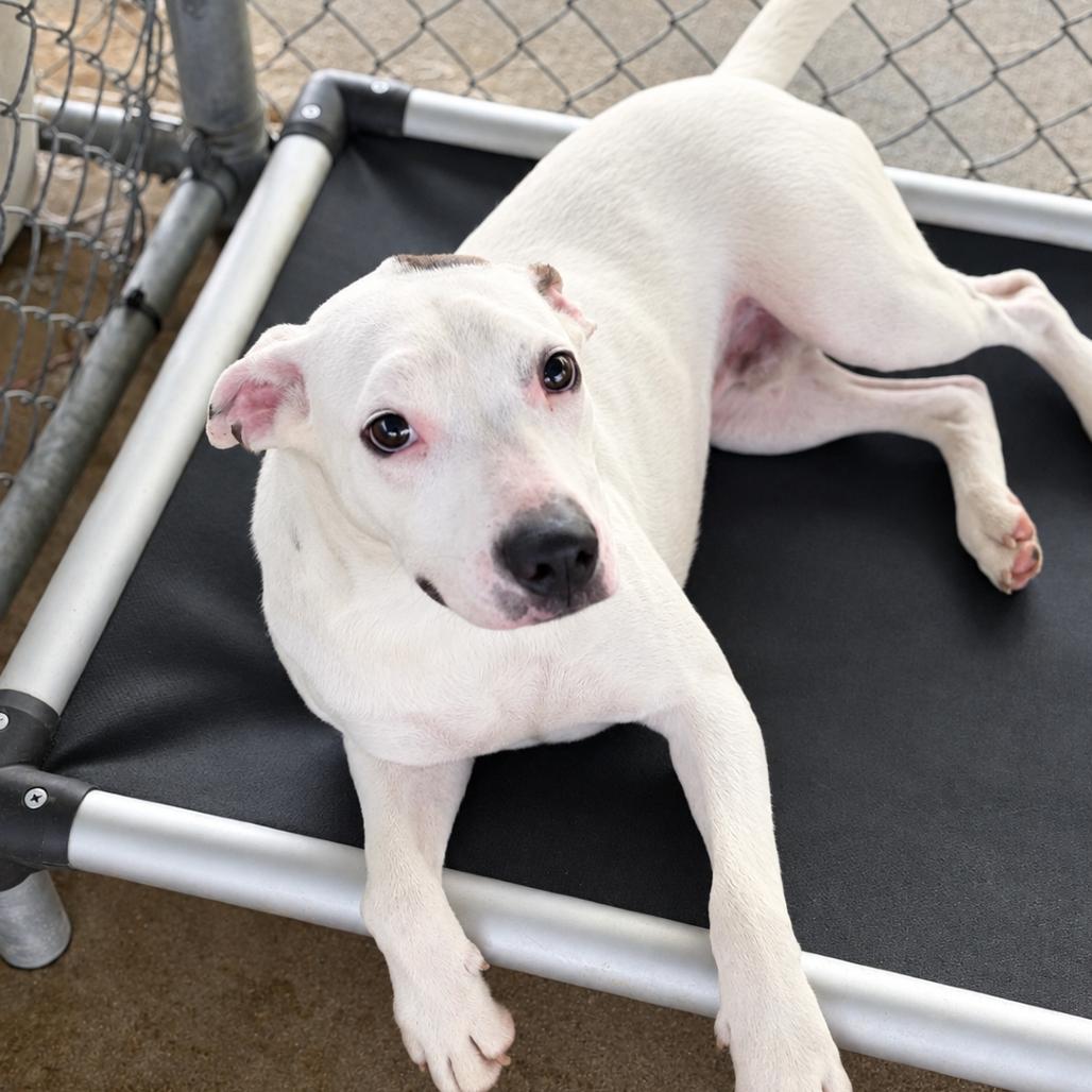 Enlarge Orbit, a Adoptable mixed breed in Lufkin, TX image 5/6