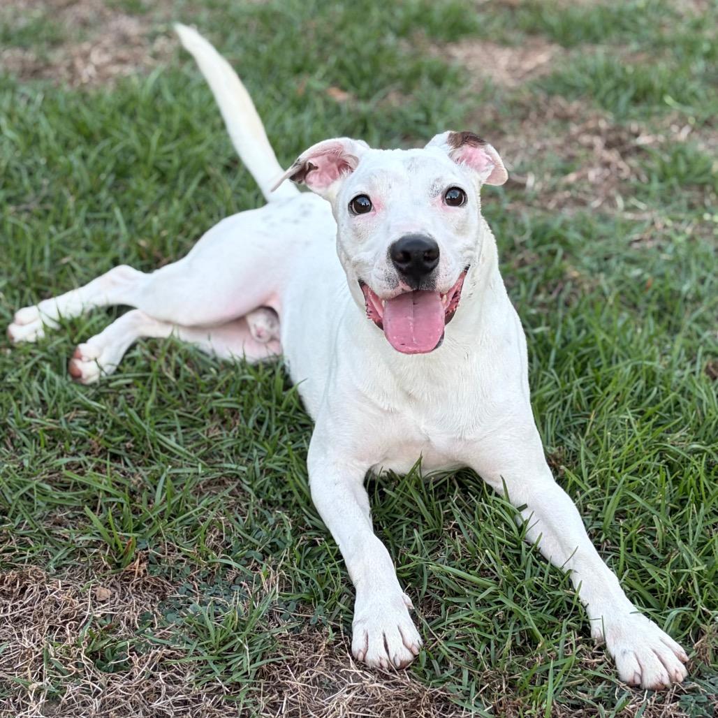 Enlarge Orbit, a Adoptable mixed breed in Lufkin, TX image 6/6