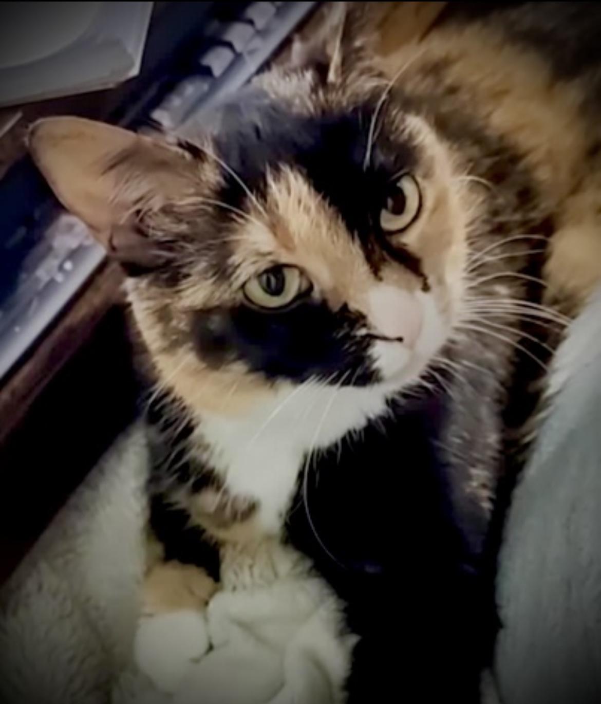 Zara, Adopted, Adult Female Domestic Medium Hair.