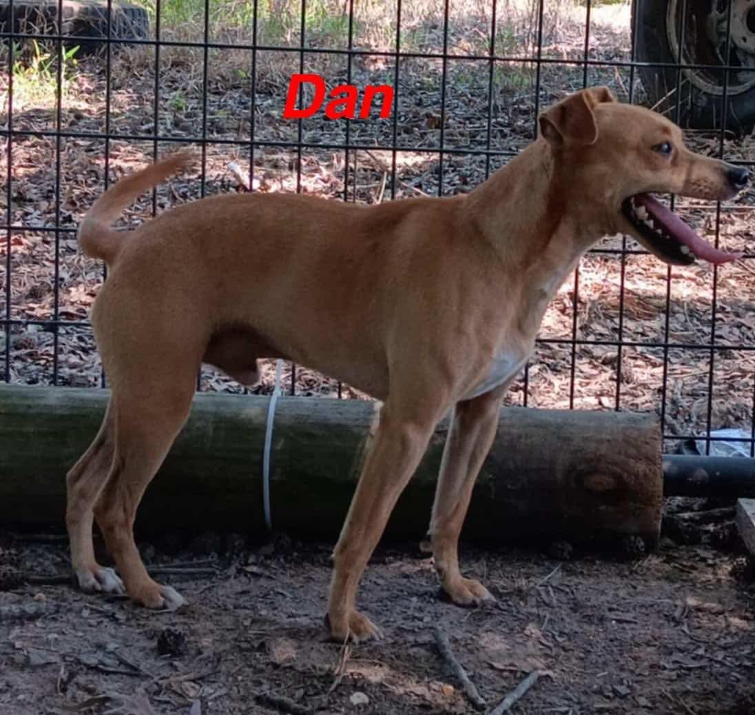 Dan, Adoptable, Young Female Feist.