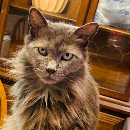 Enlarge Starks, a Adoptable Domestic Long Hair in Gordonsville, TN image 1/1