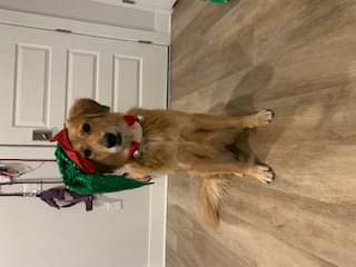 Enlarge Ginger, a Adoptable mixed breed in Roswell, GA image 1/4