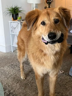 Enlarge Ginger, a Adoptable mixed breed in Roswell, GA image 4/4