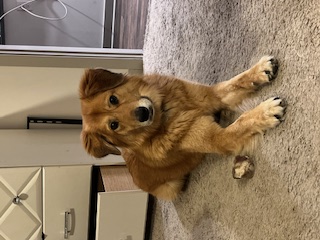 Enlarge Ginger, a Adoptable mixed breed in Roswell, GA image 2/4