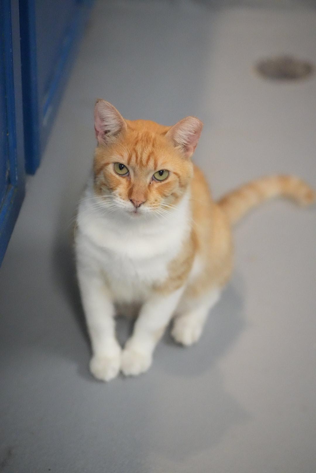 President t, a Adoptable Domestic Short Hair in Key Largo, FL image 1/2