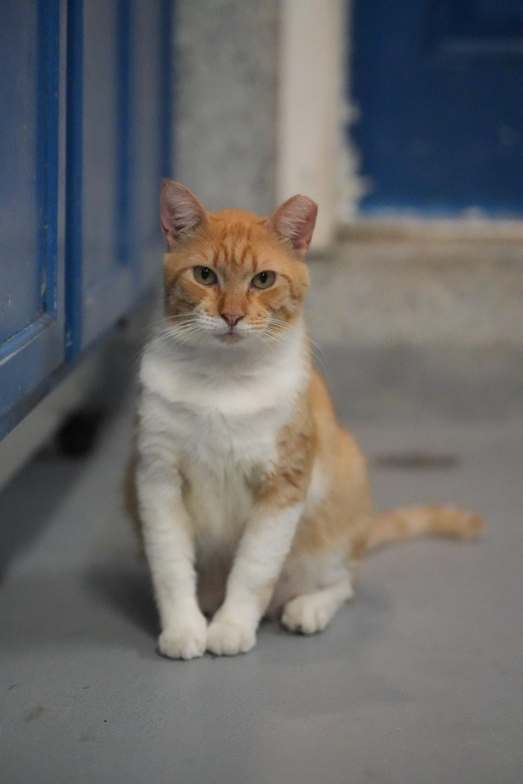 President t, a Adoptable Domestic Short Hair in Key Largo, FL image 2/2