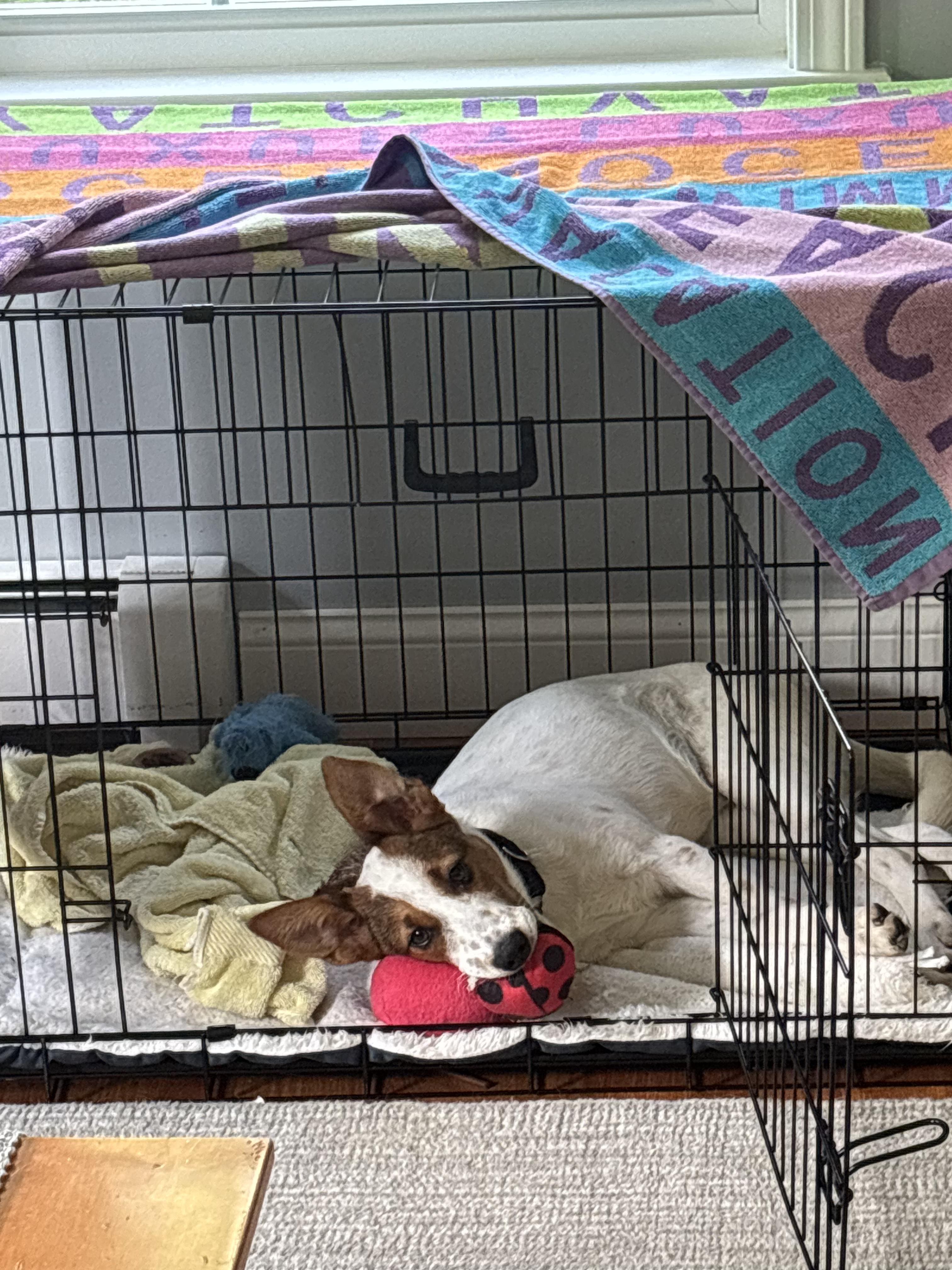 Enlarge Reagan - COME MEET ME, a ADOPTABLE mixed breed in Medfield, MA image 2/6