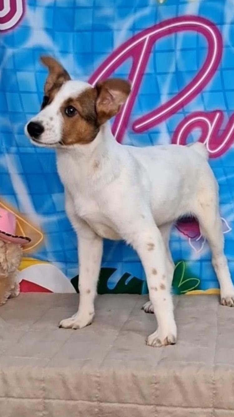 Reagan, a ADOPTABLE mixed breed in Medfield, MA image 2/4