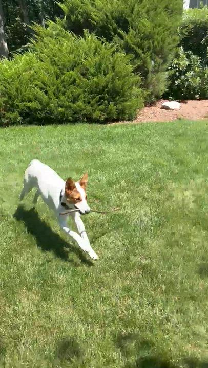Enlarge Reagan - COME MEET ME, a ADOPTABLE mixed breed in Medfield, MA video 5/6
