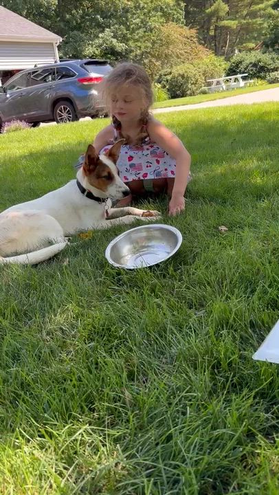 Enlarge Reagan - COME MEET ME, a ADOPTABLE mixed breed in Medfield, MA video 6/6