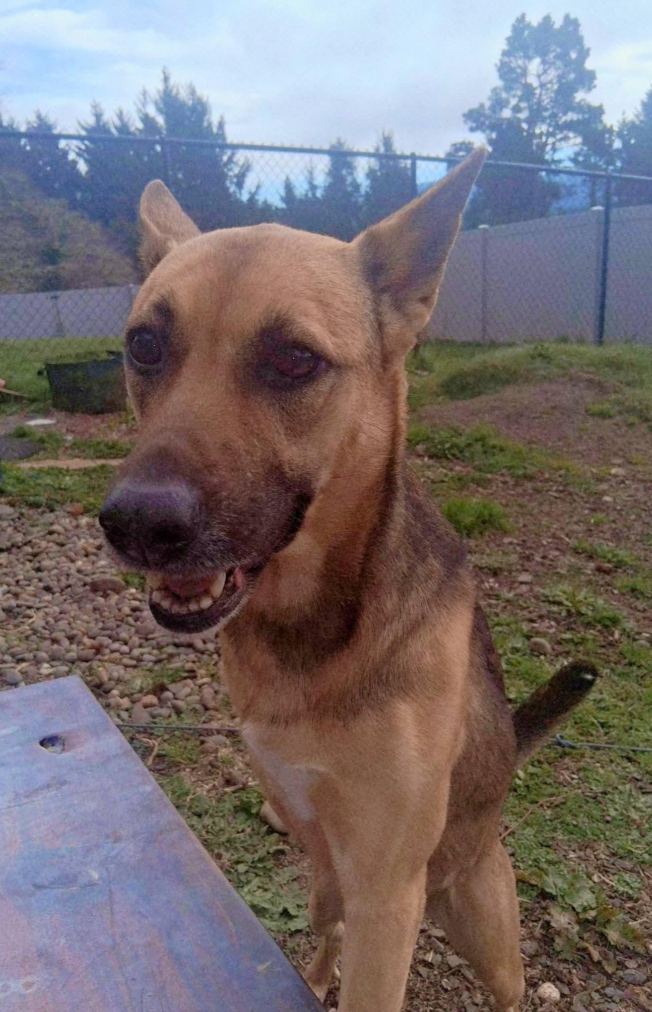 Shelby, ADOPTABLE, Adult Female German Shepherd Dog.