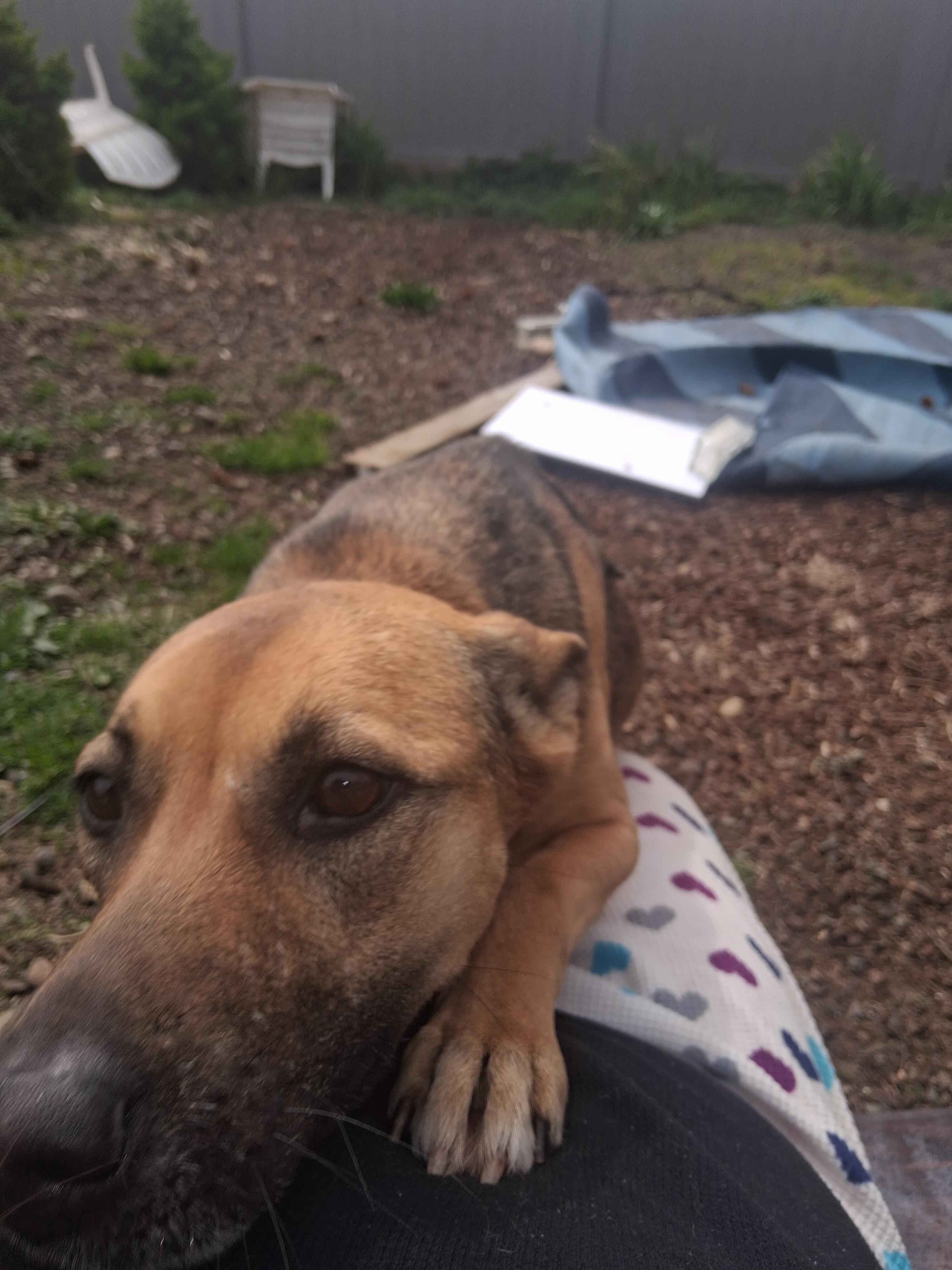 Shelby, a ADOPTABLE mixed breed in Lincoln City, CA image 2/2