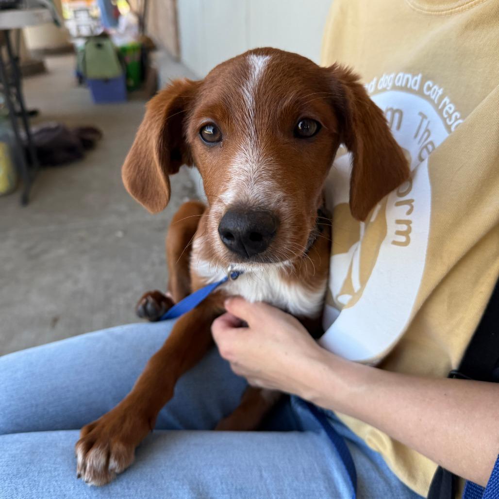 Chord, a Adoptable mixed breed in Madison, WI image 1/4