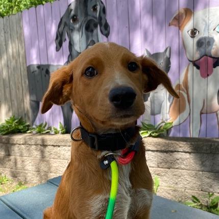 Chord, a Adoptable mixed breed in Madison, WI image 2/4