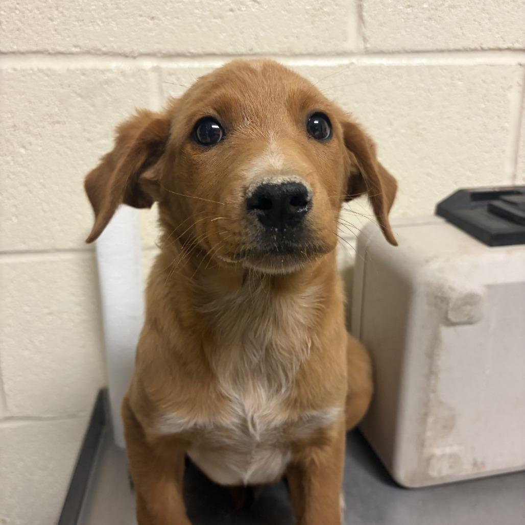 Chord, a Adoptable mixed breed in Madison, WI image 3/4