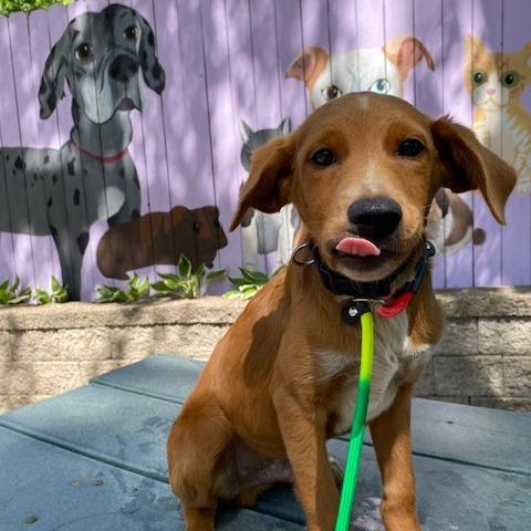Chord, a Adoptable mixed breed in Madison, WI image 4/4