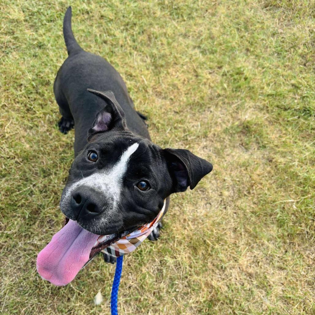 Enlarge Bug, a Adoptable mixed breed in Dickinson, TX image 1/2