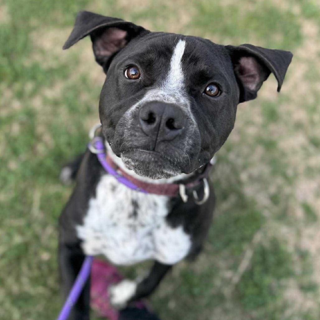 Enlarge Bug, a Adoptable mixed breed in Dickinson, TX image 2/6