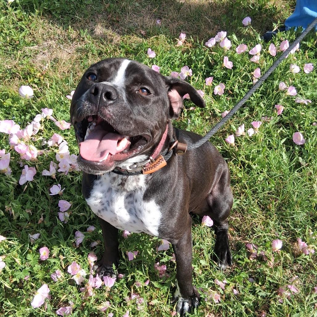 Enlarge Bug, a Adoptable mixed breed in Dickinson, TX image 3/6