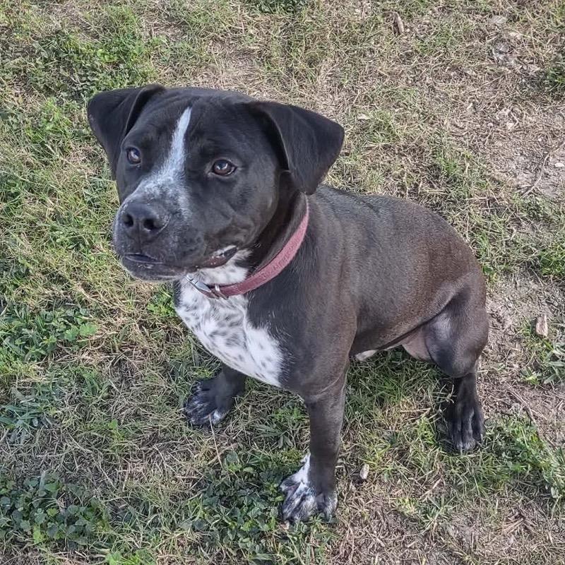 Enlarge Bug, a Adoptable mixed breed in Dickinson, TX image 2/4