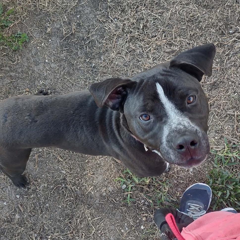 Enlarge Bug, a Adoptable mixed breed in Dickinson, TX image 4/4