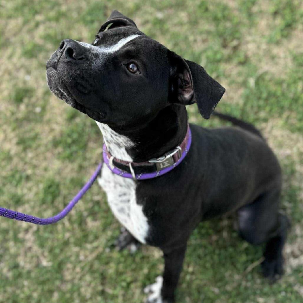 Enlarge Bug, a Adoptable mixed breed in Dickinson, TX image 6/6