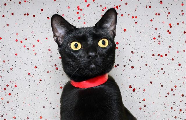 LITA, Adoptable, Adult Female Domestic Short Hair.