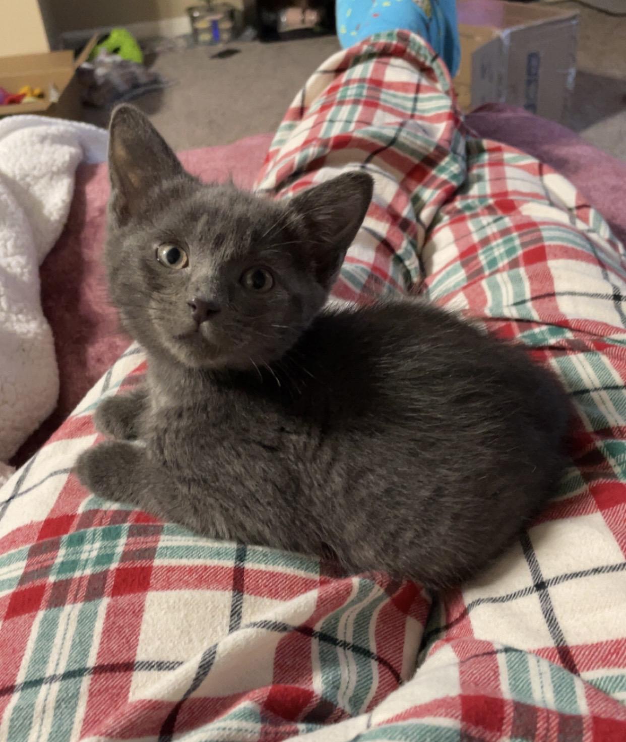 Nikon, Adoptable, Kitten Male Domestic Short Hair.