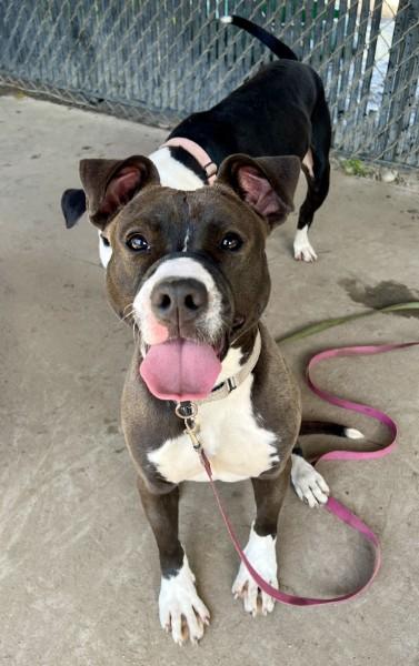 Enlarge Lilly, a Adoptable mixed breed in Savannah, GA image 1/3