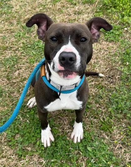 Enlarge Lilly, a Adoptable mixed breed in Savannah, GA image 2/3