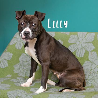 Enlarge Lilly, a Adoptable mixed breed in Savannah, GA image 3/3