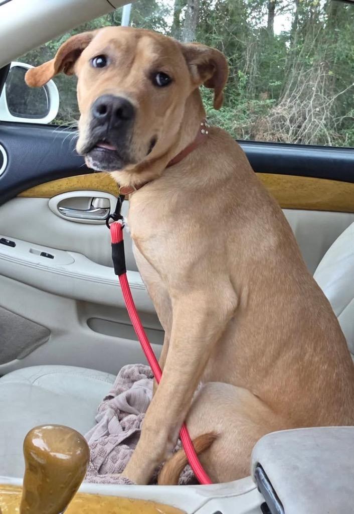Jack, Adoptable, Puppy Male Mixed Breed.