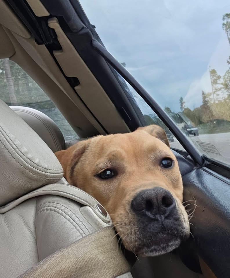Enlarge Jack, a Adoptable mixed breed in CONROE, TX image 2/4