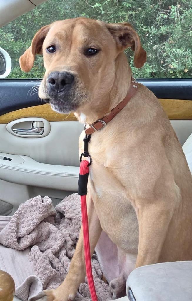 Enlarge Jack, a Adoptable mixed breed in CONROE, TX image 3/4
