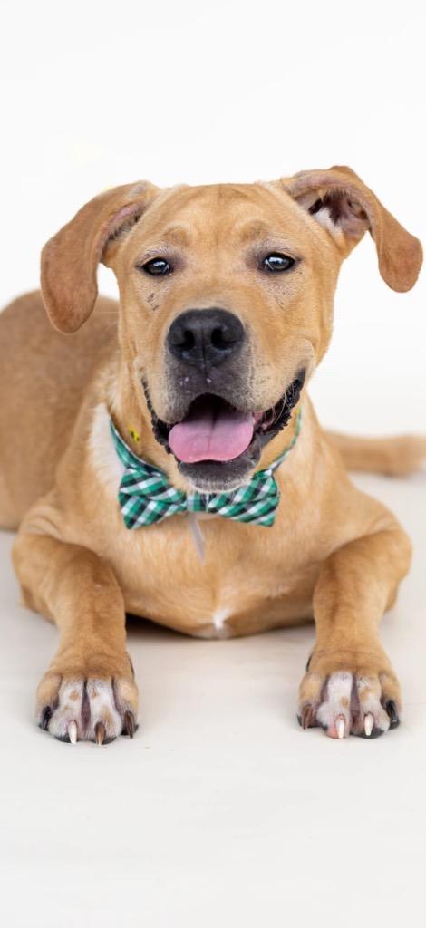 Jack, Adoptable, Puppy Male Mixed Breed.