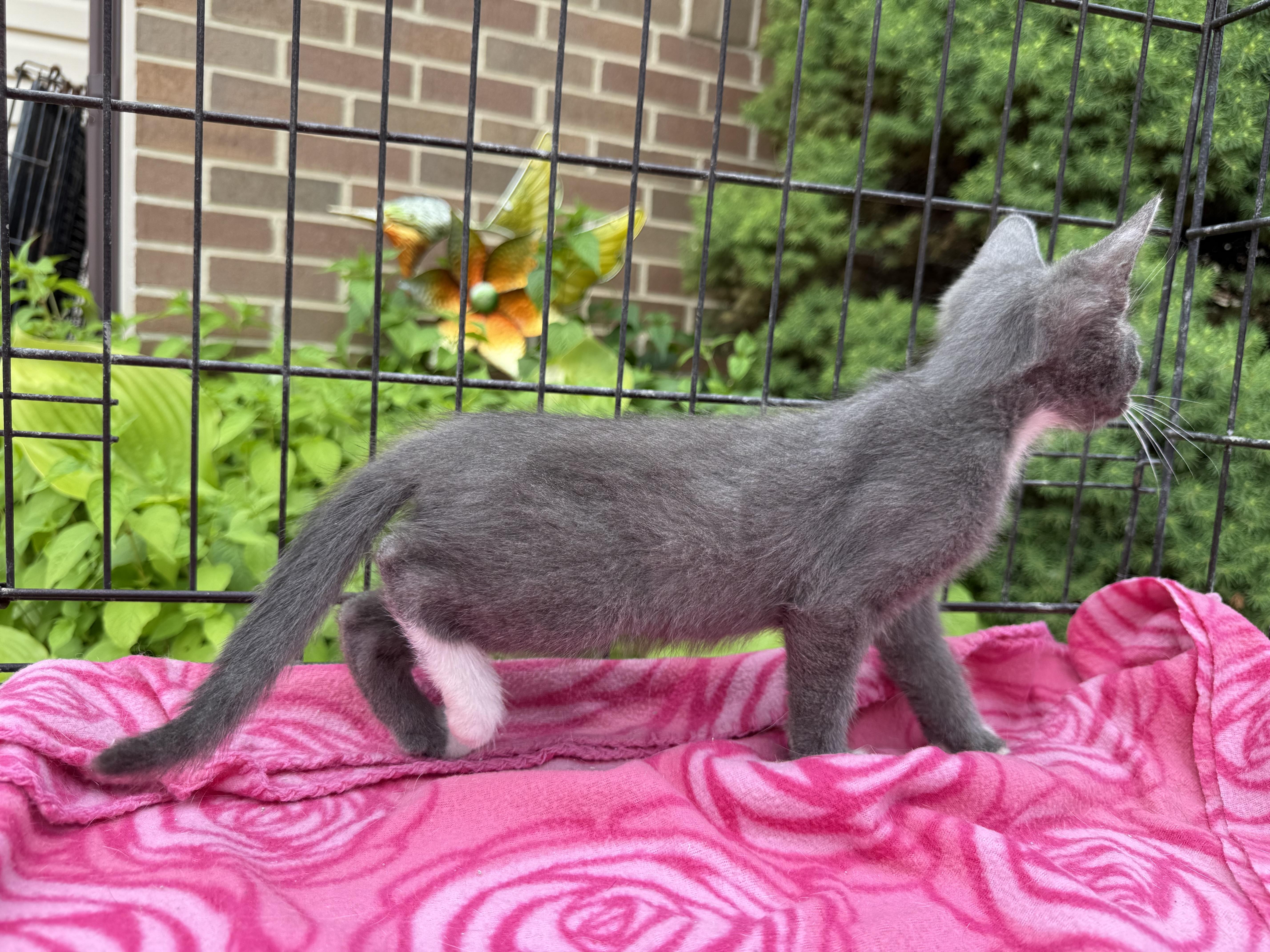 Mittens, Baby Female Domestic Short Hair
