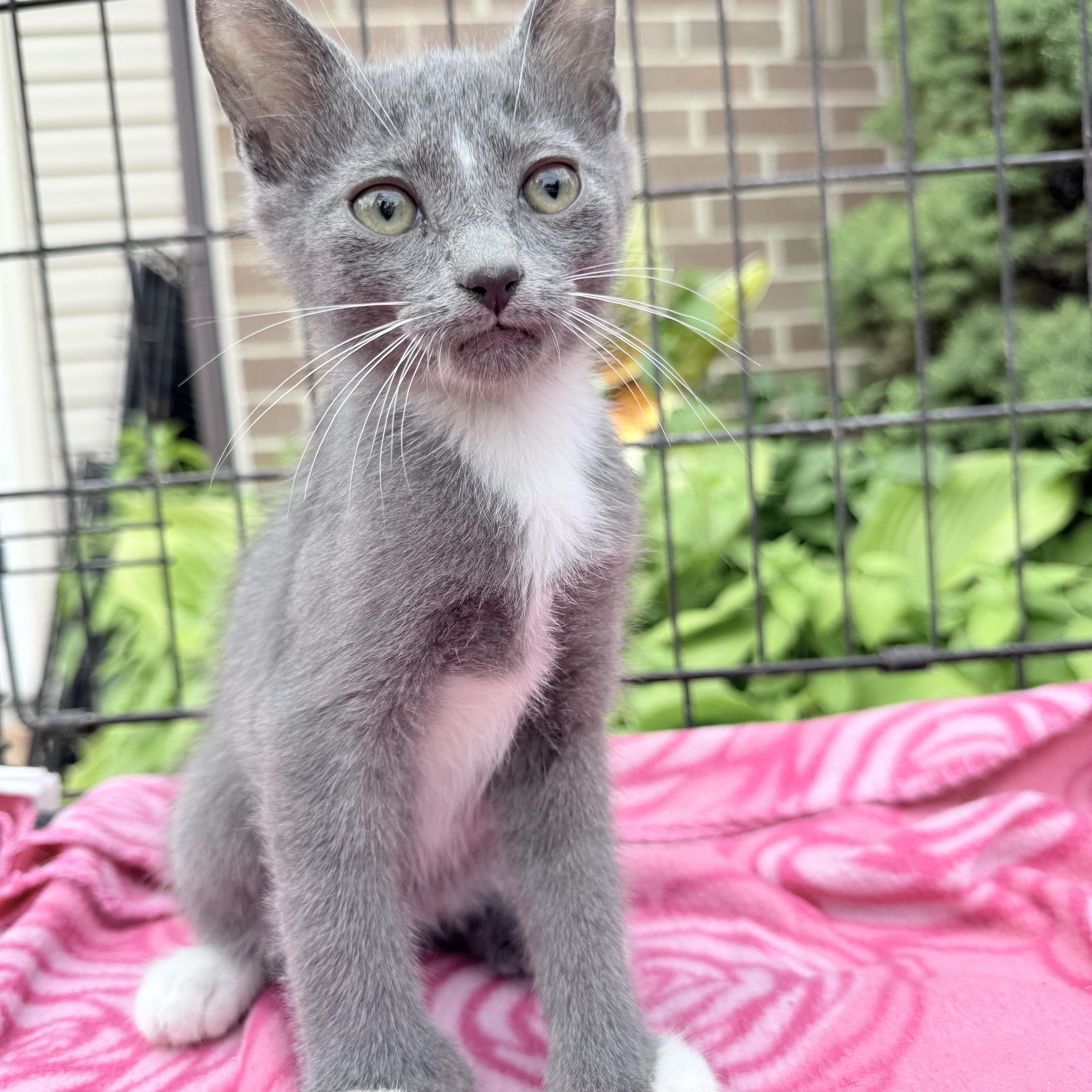 Mittens, a Adoptable Domestic Short Hair in Atwater, OH image 2/2