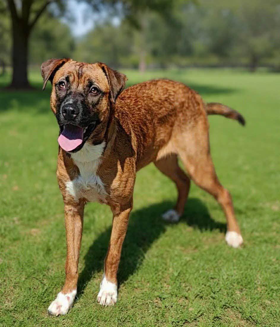 Enlarge Maggie, a Adoptable mixed breed in Ossining, NY image 2/3