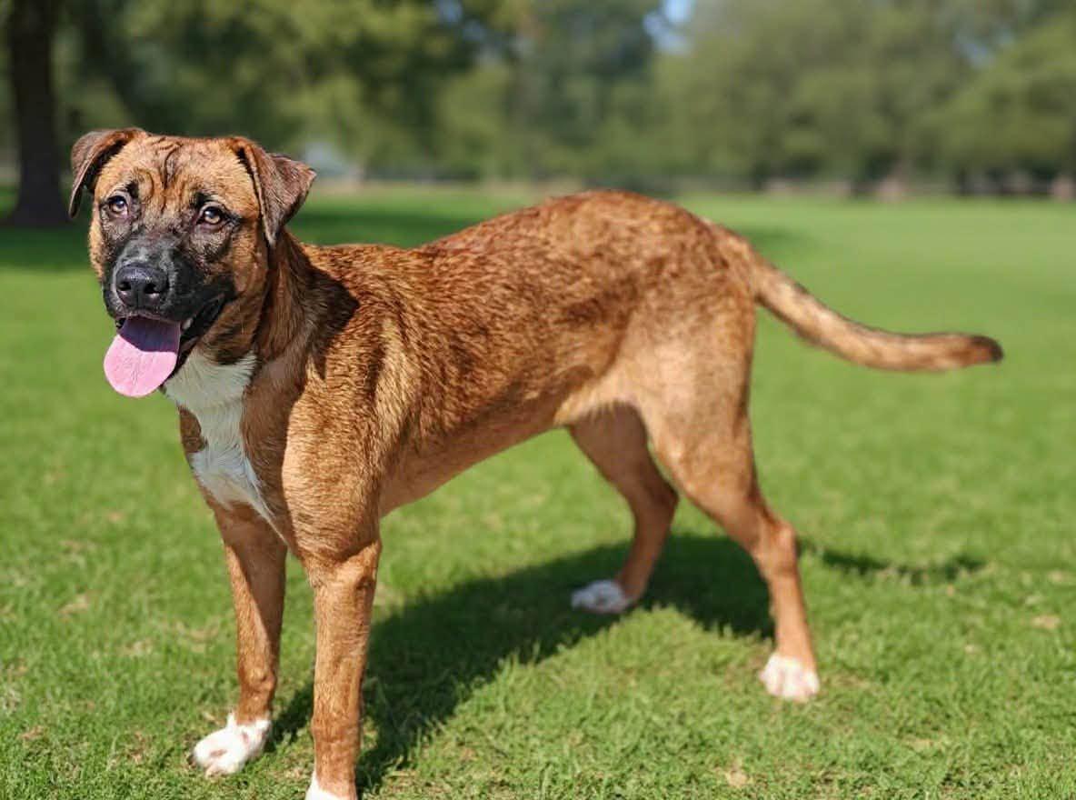 Maggie, Adoptable, Young Female Boxer.