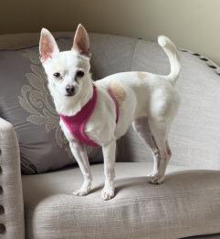 Sansa, Adoptable, Adult Female Chihuahua.