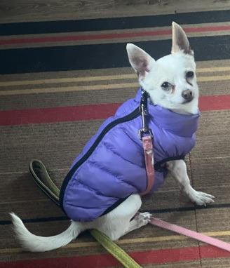 Enlarge Sansa, a Adoptable mixed breed in Thompson Falls, MT image 2/4