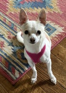 Enlarge Sansa, a Adoptable mixed breed in Thompson Falls, MT image 3/4