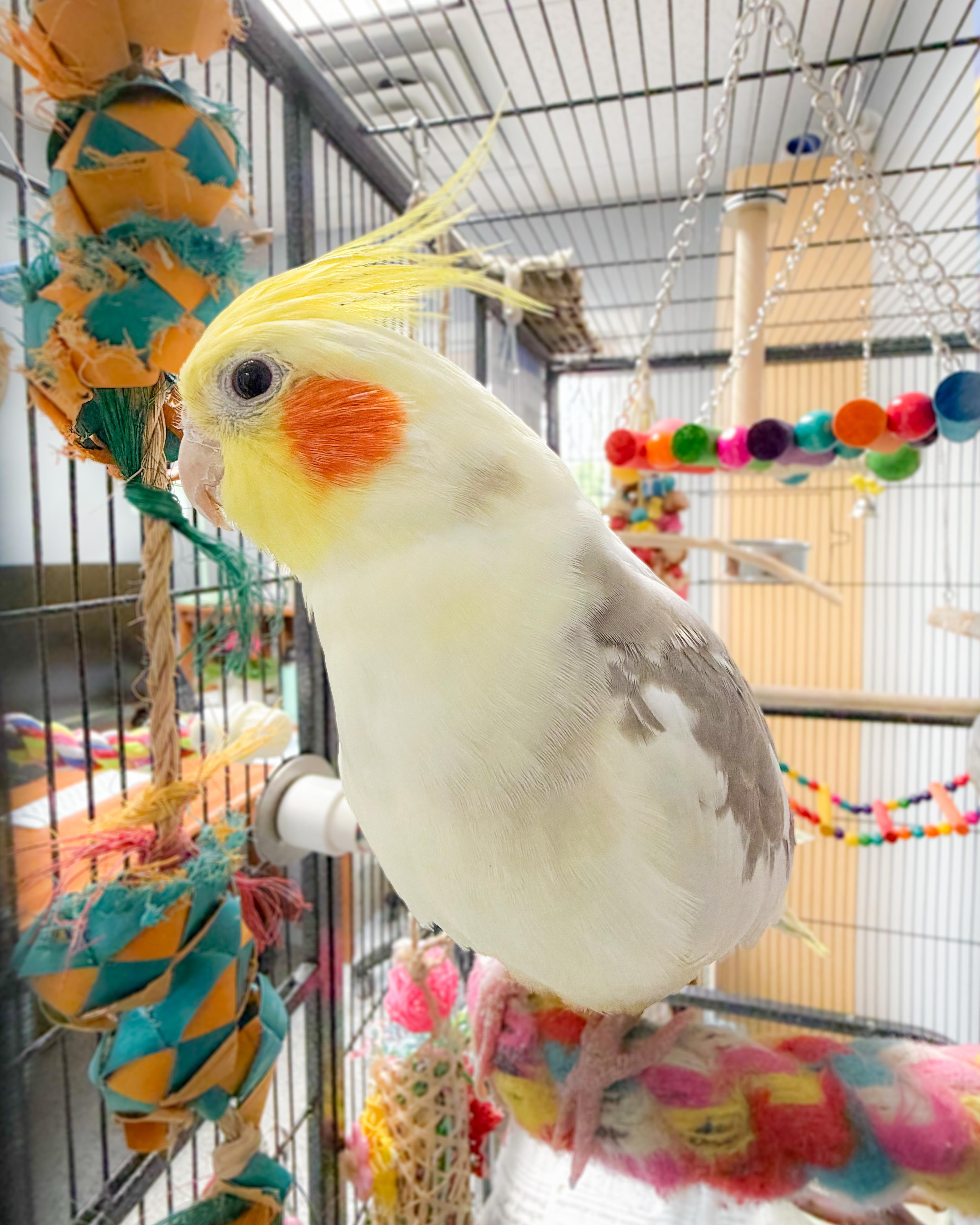 Enlarge Carmen the Cockatiel, an adopted Cockatiel in Scituate, MA image 5/5
