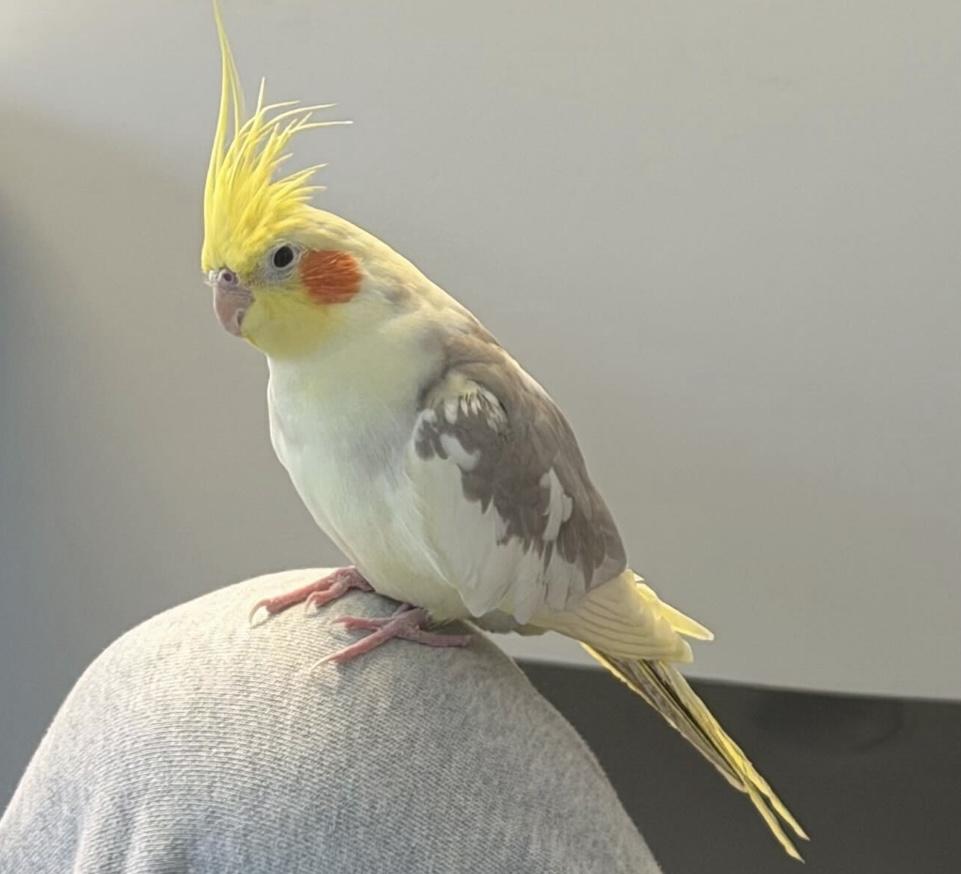 Enlarge Carmen the Cockatiel, an adopted Cockatiel in Scituate, MA image 1/5