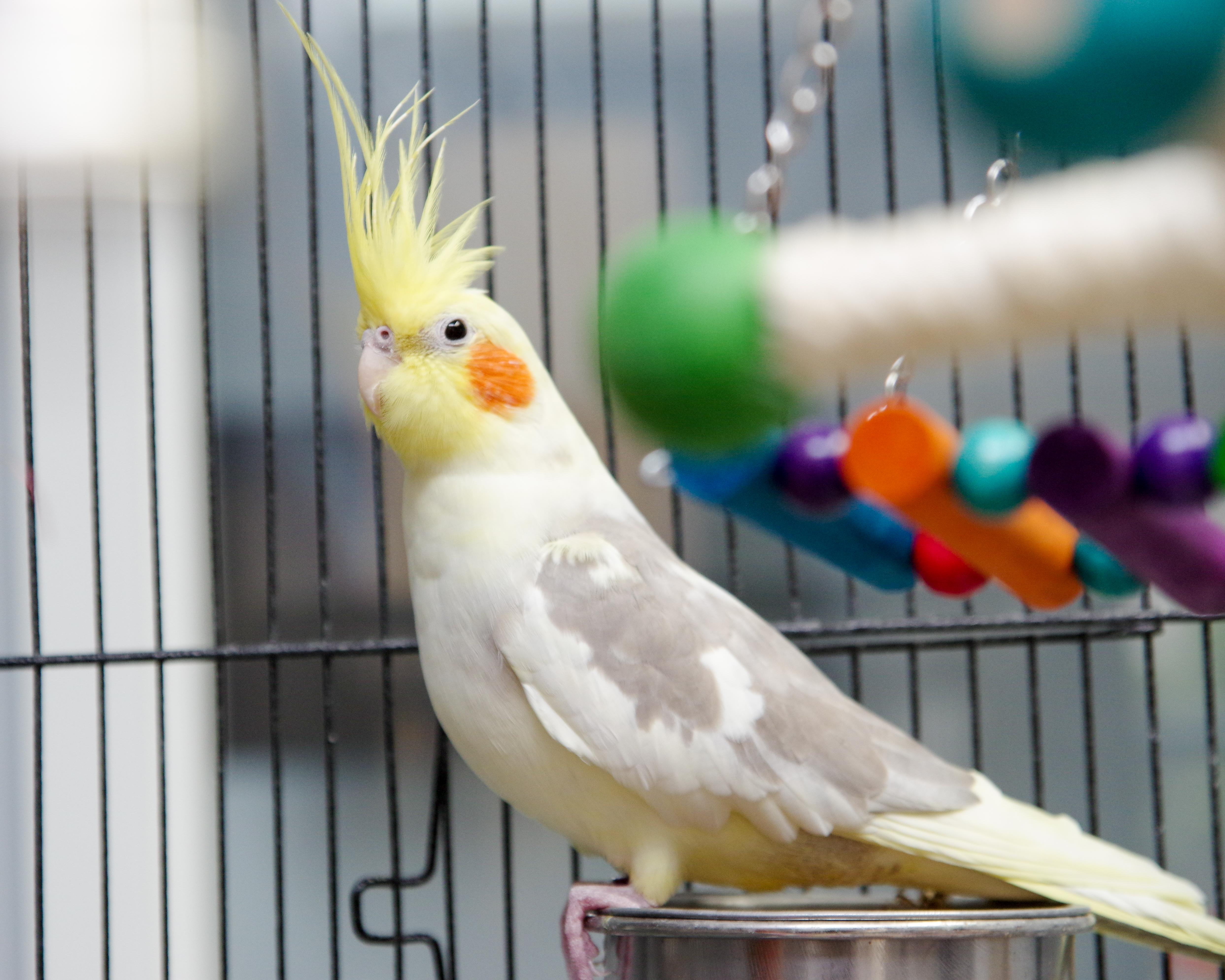 Enlarge Carmen the Cockatiel, an adopted Cockatiel in Scituate, MA image 3/5