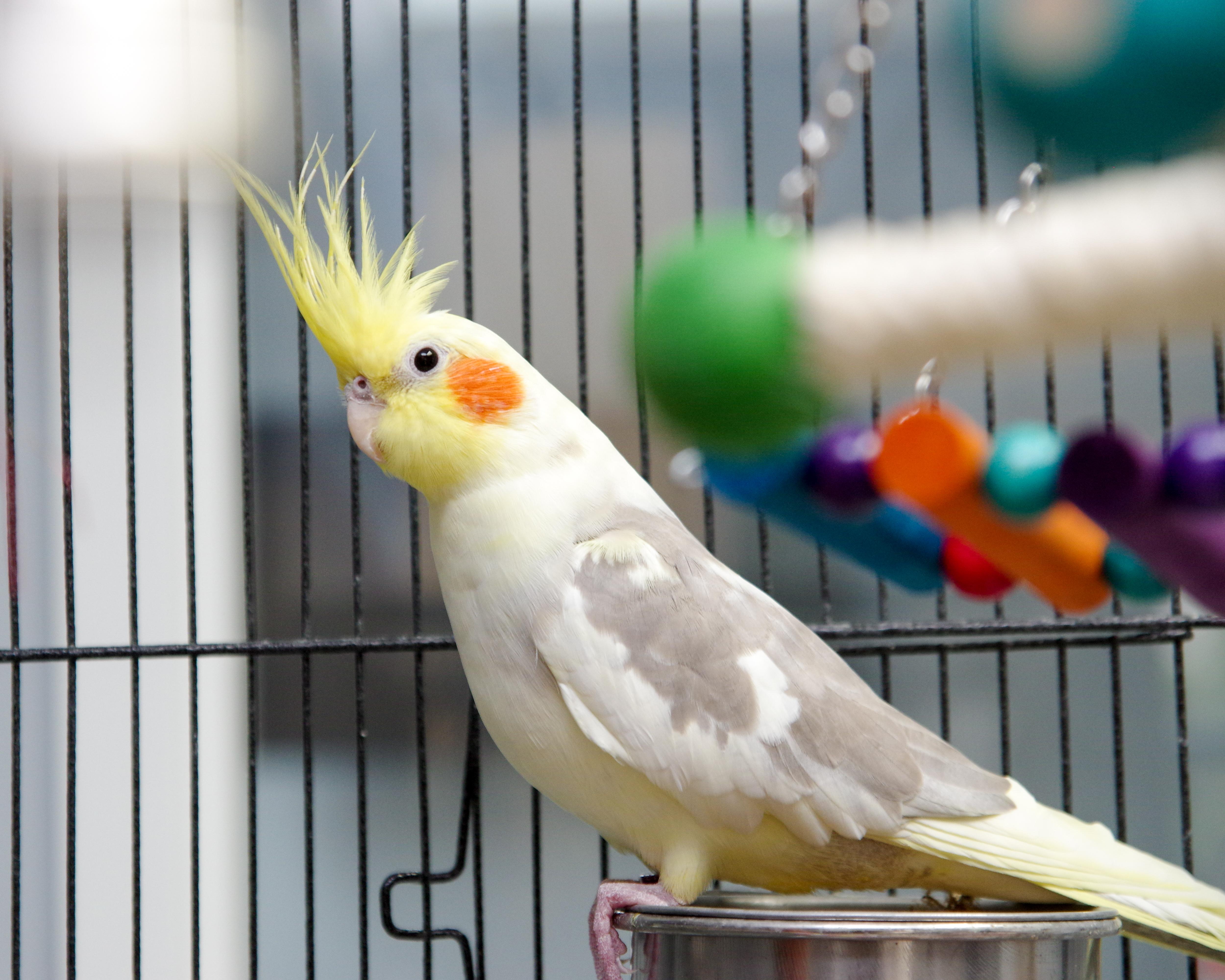 Enlarge Carmen the Cockatiel, an adopted Cockatiel in Scituate, MA image 2/5