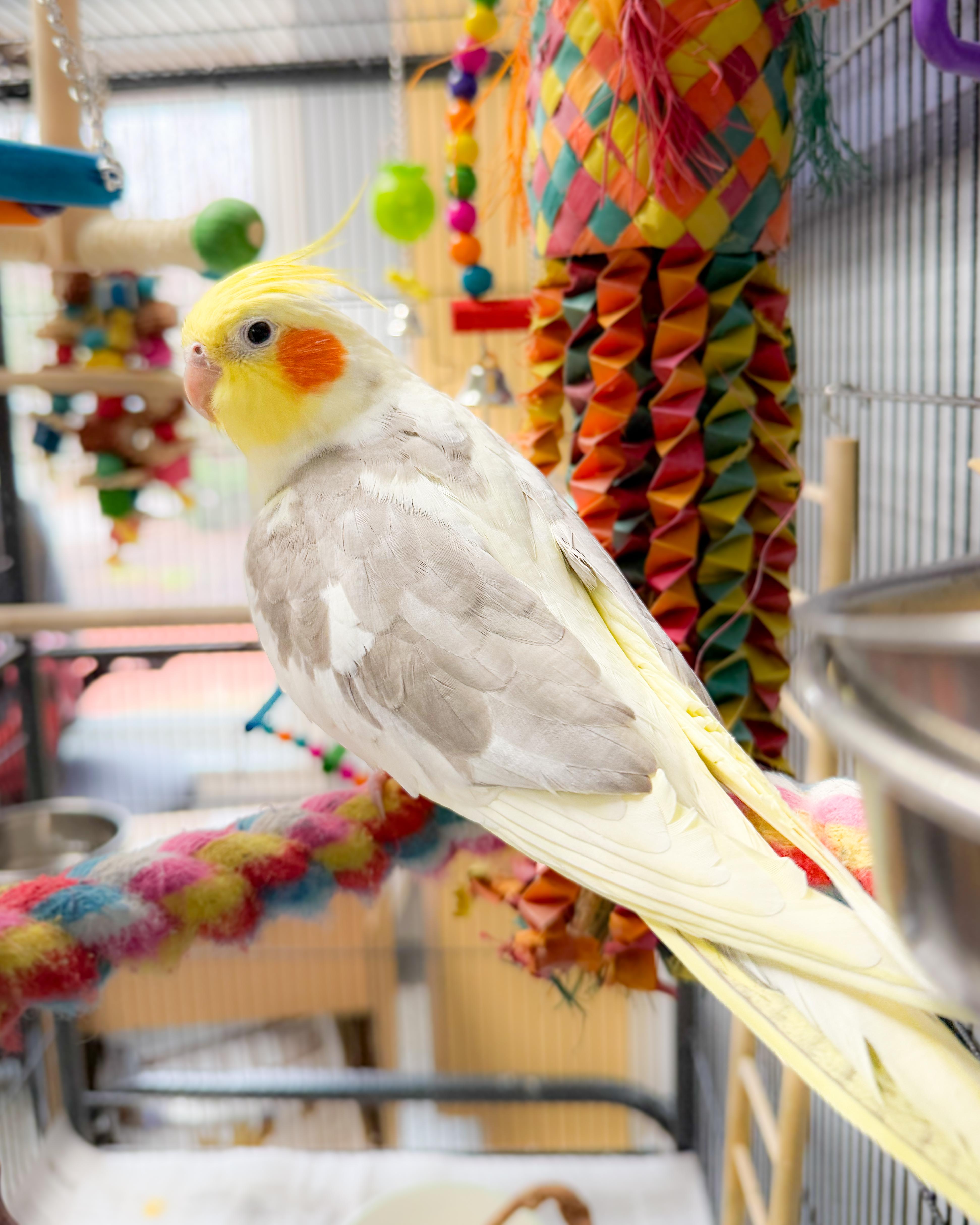 Enlarge Carmen the Cockatiel, an adopted Cockatiel in Scituate, MA image 4/5