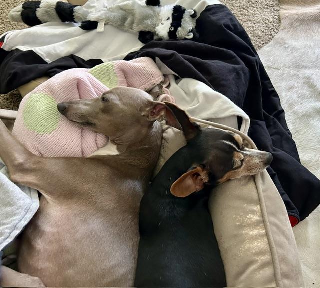 Enlarge Renzo & Dexter, a Adoptable Italian Greyhound in Charleston, SC image 2/5